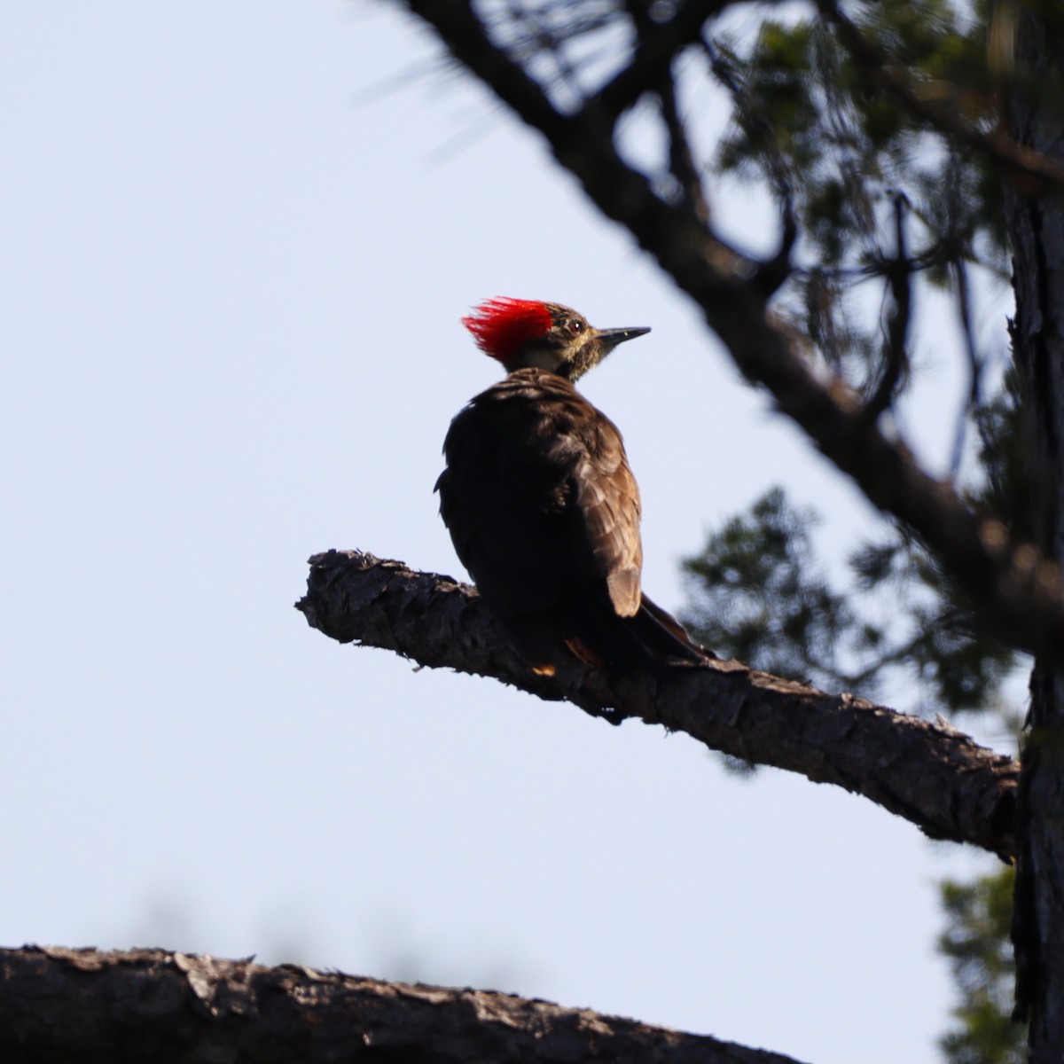 Pileated Woodpecker - ML578290221