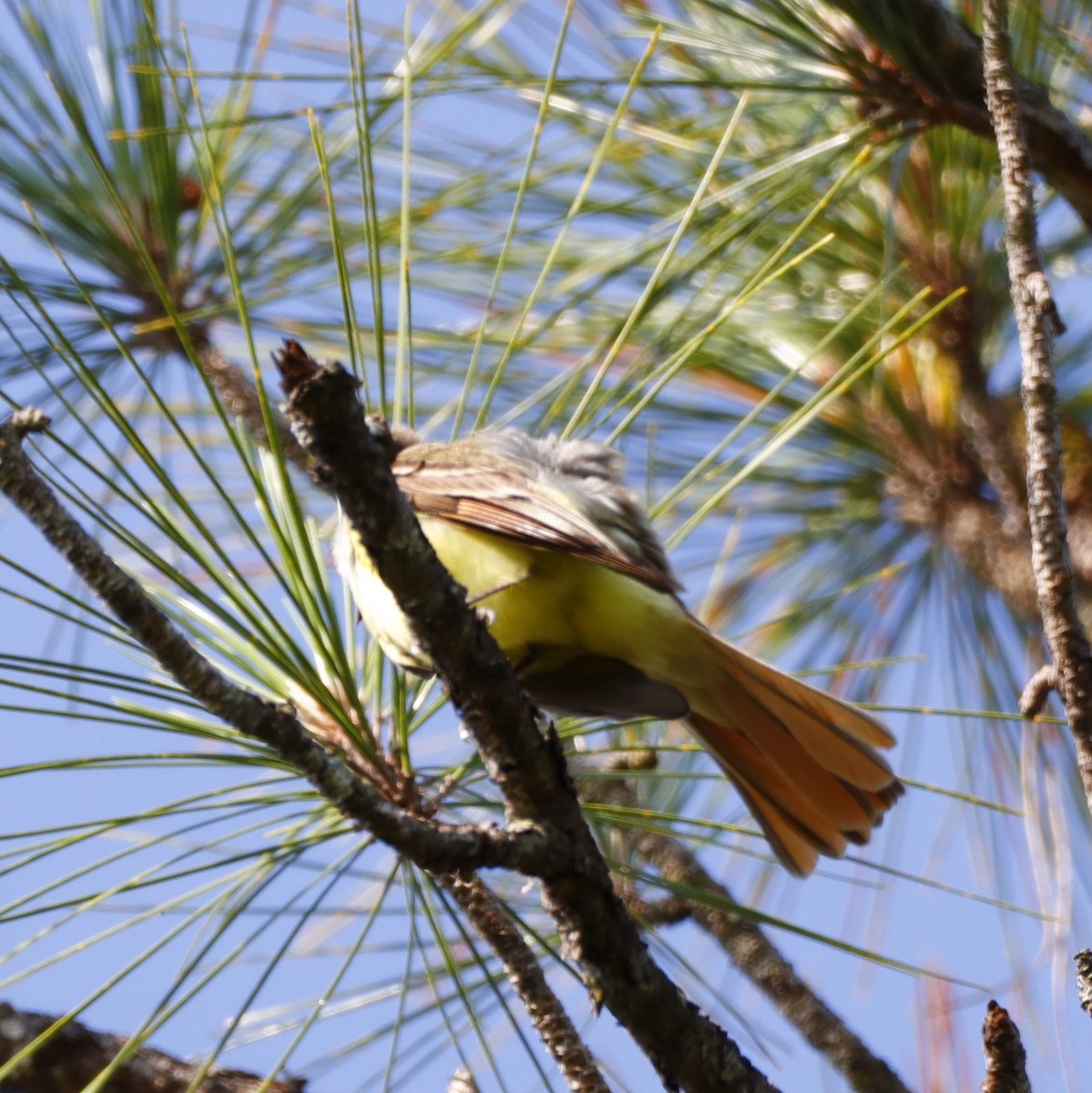 Great Crested Flycatcher - ML578290291