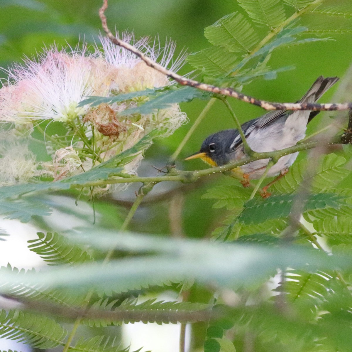 Northern Parula - ML578290421