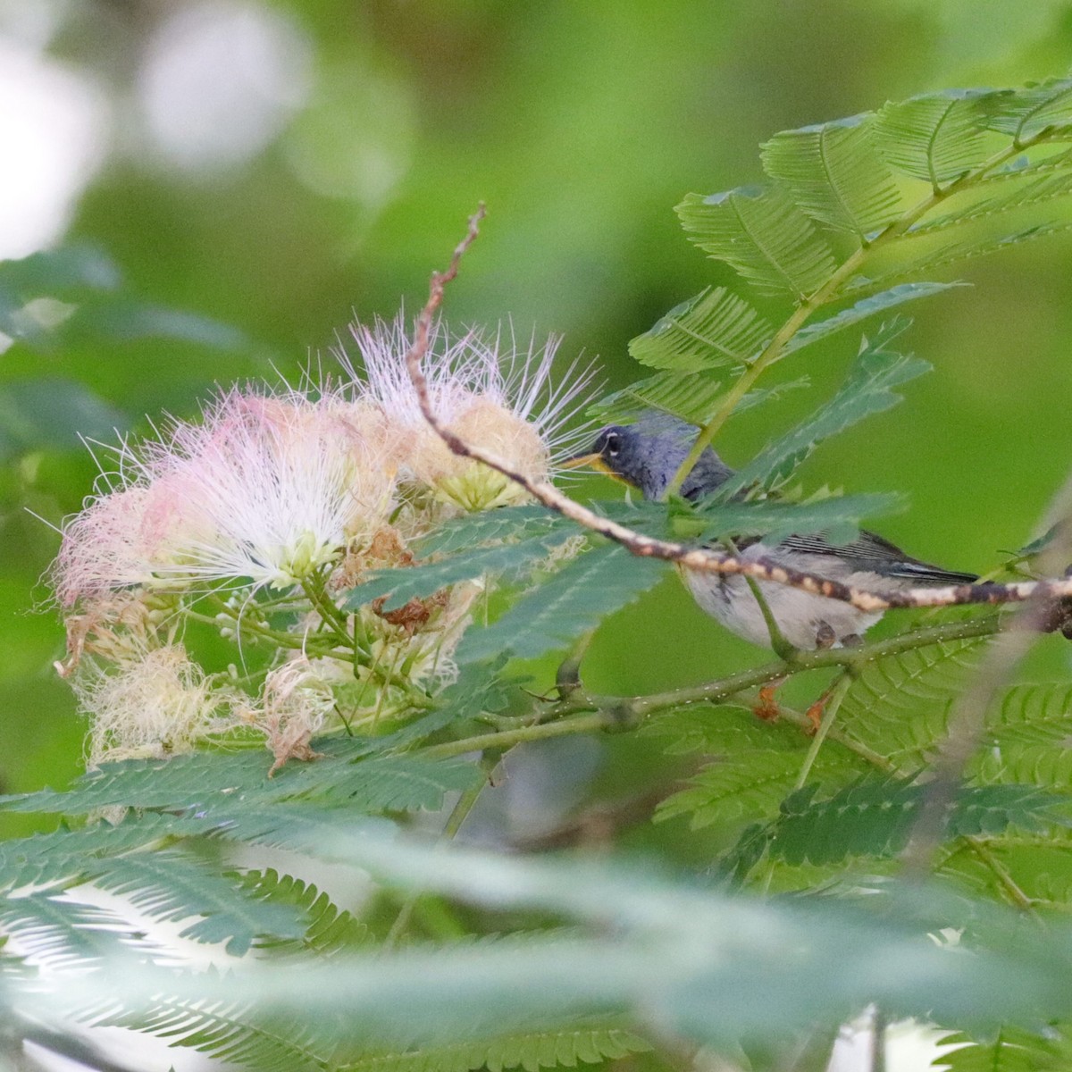 Northern Parula - ML578290431