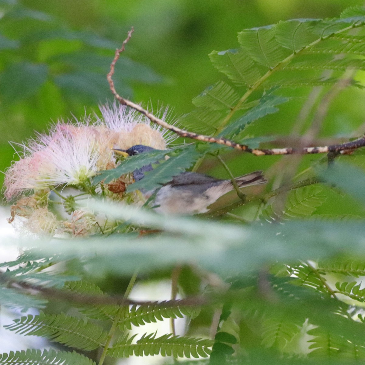 Northern Parula - ML578290441