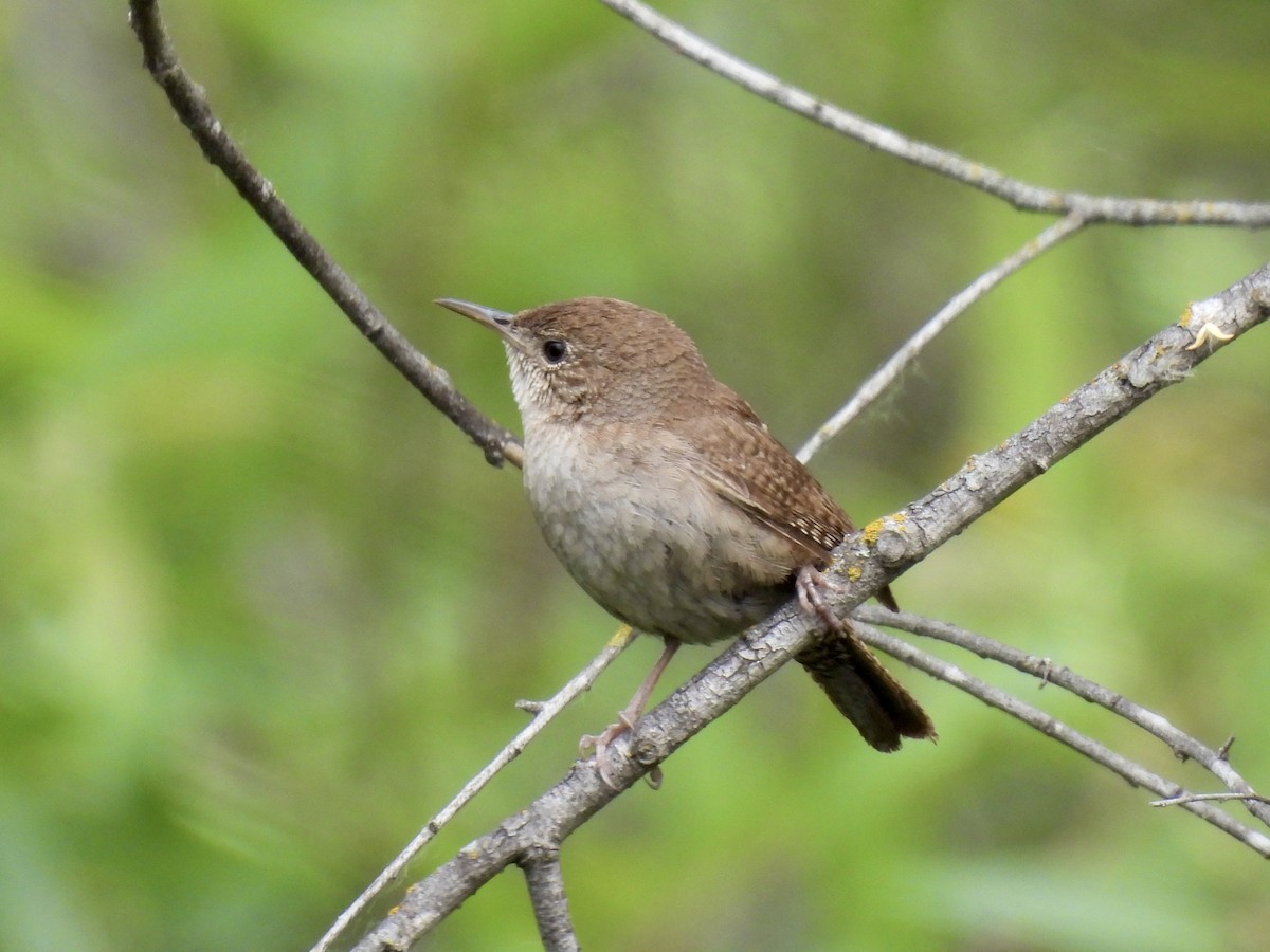 House Wren - Isa Dav