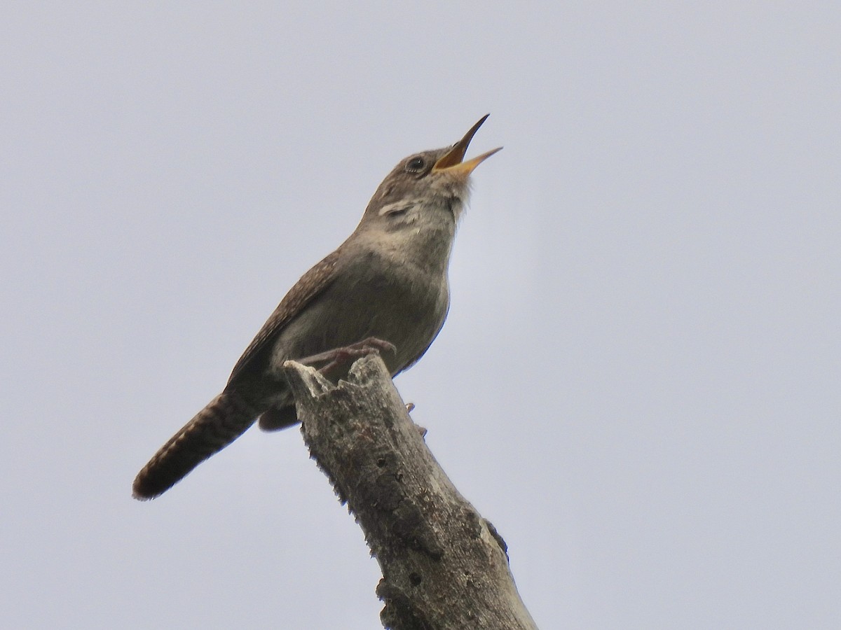 House Wren - Isa Dav