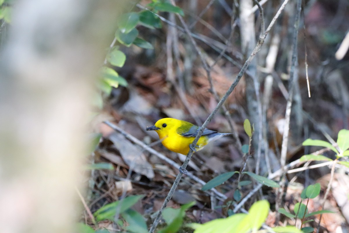 Prothonotary Warbler - ML578291191