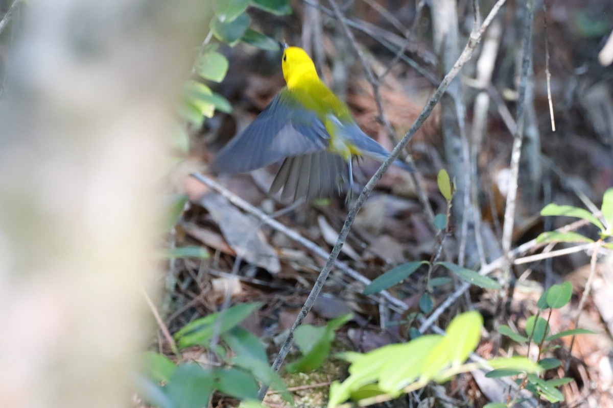 Prothonotary Warbler - ML578291201
