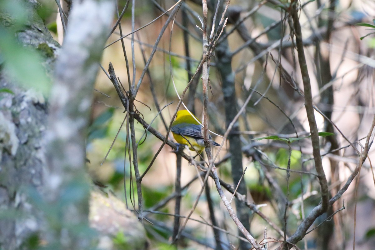 Prothonotary Warbler - ML578291211