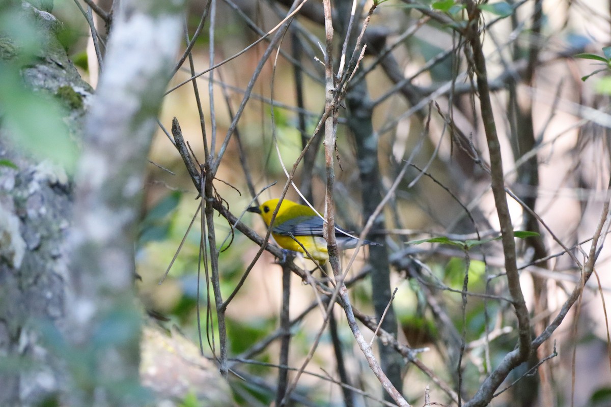 Prothonotary Warbler - ML578291221