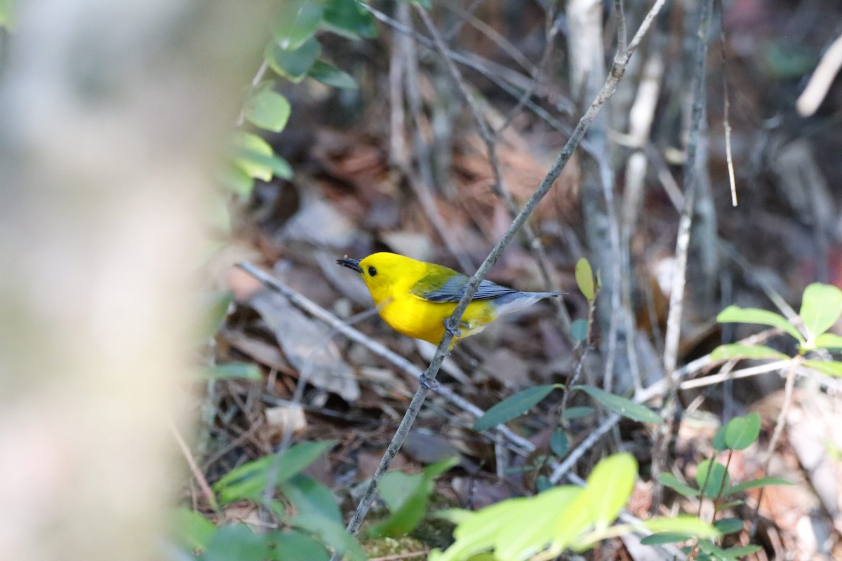 Prothonotary Warbler - ML578291231