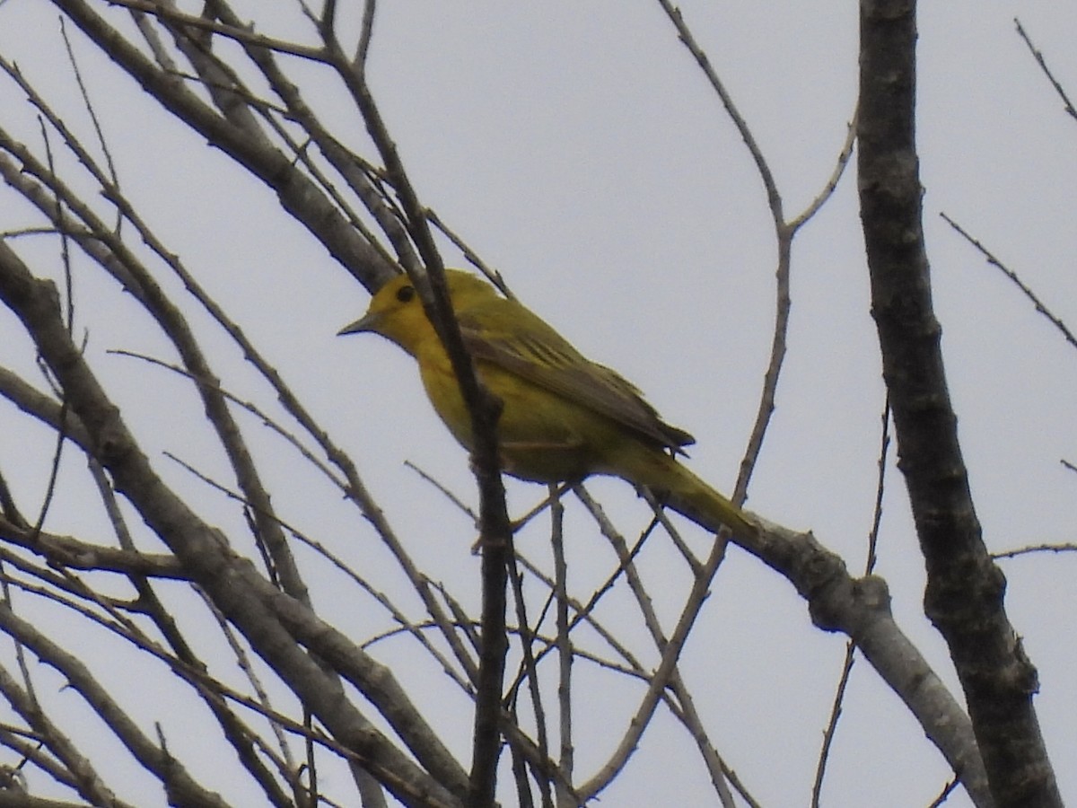 Paruline jaune - ML578291831