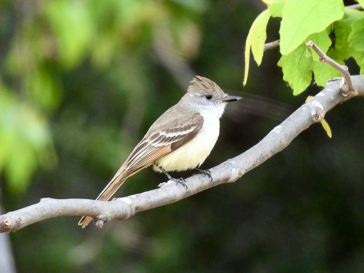 Ash-throated Flycatcher - ML578292891