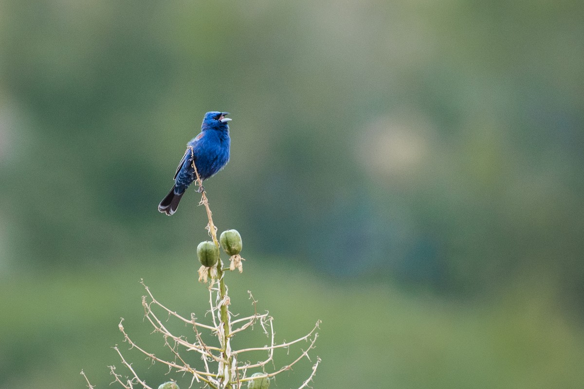 Blue Grosbeak - Adam Jackson