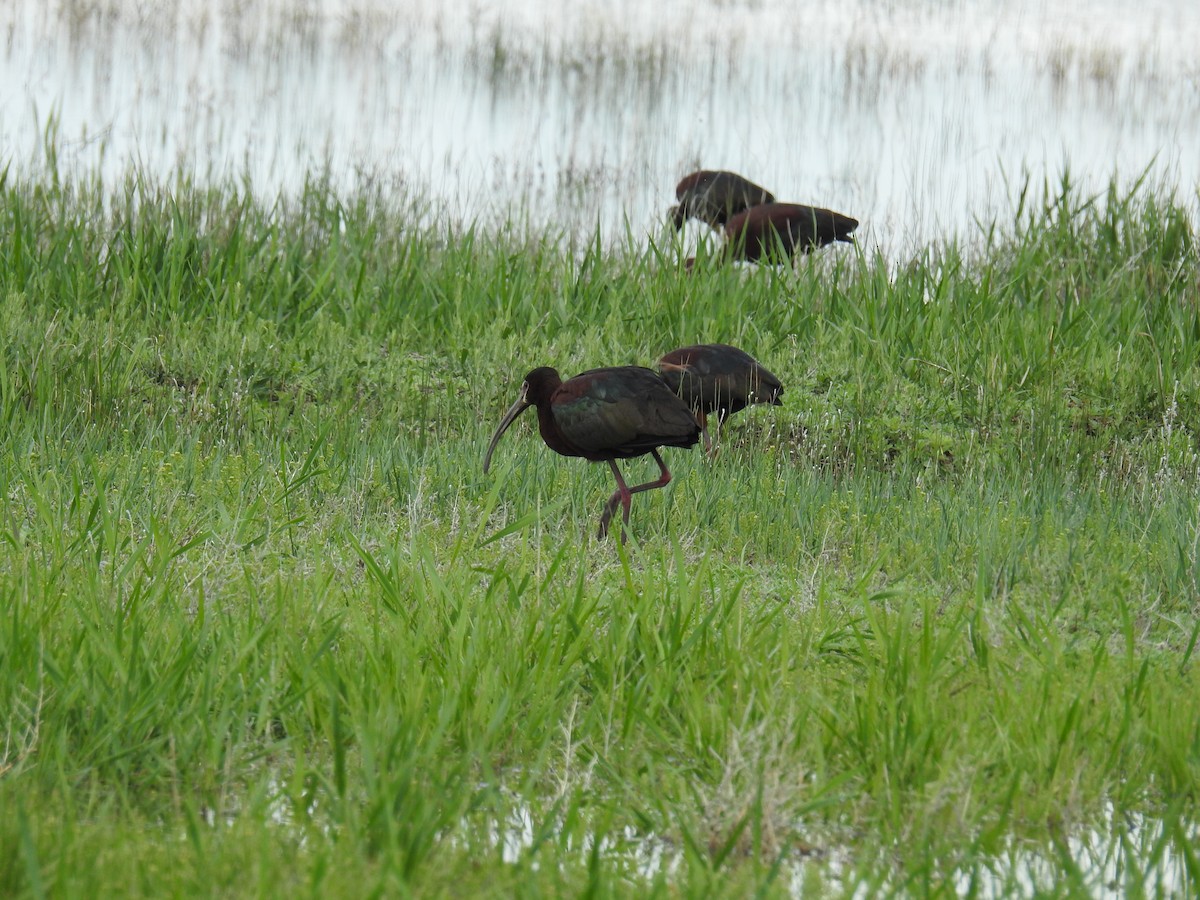 White-faced Ibis - ML578294731