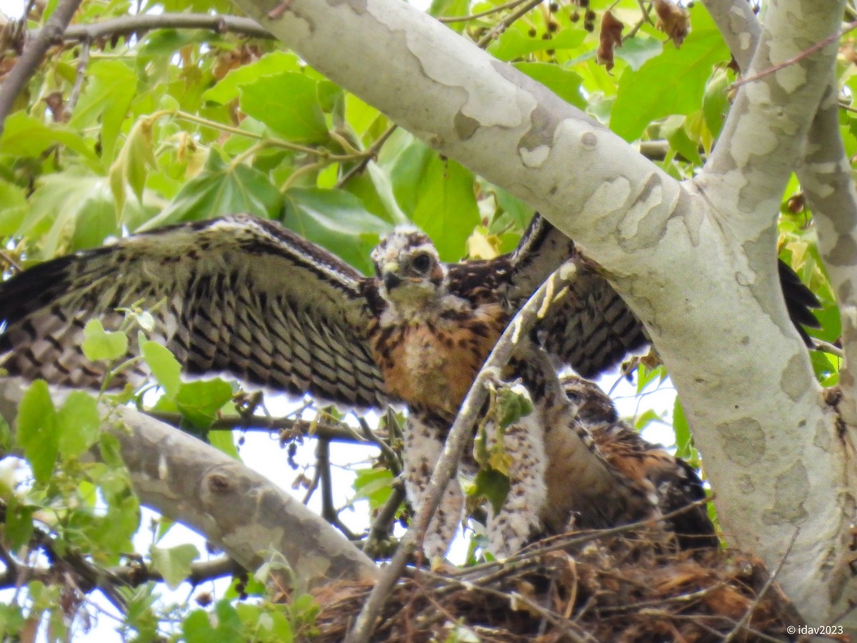 Red-shouldered Hawk - ML578294771