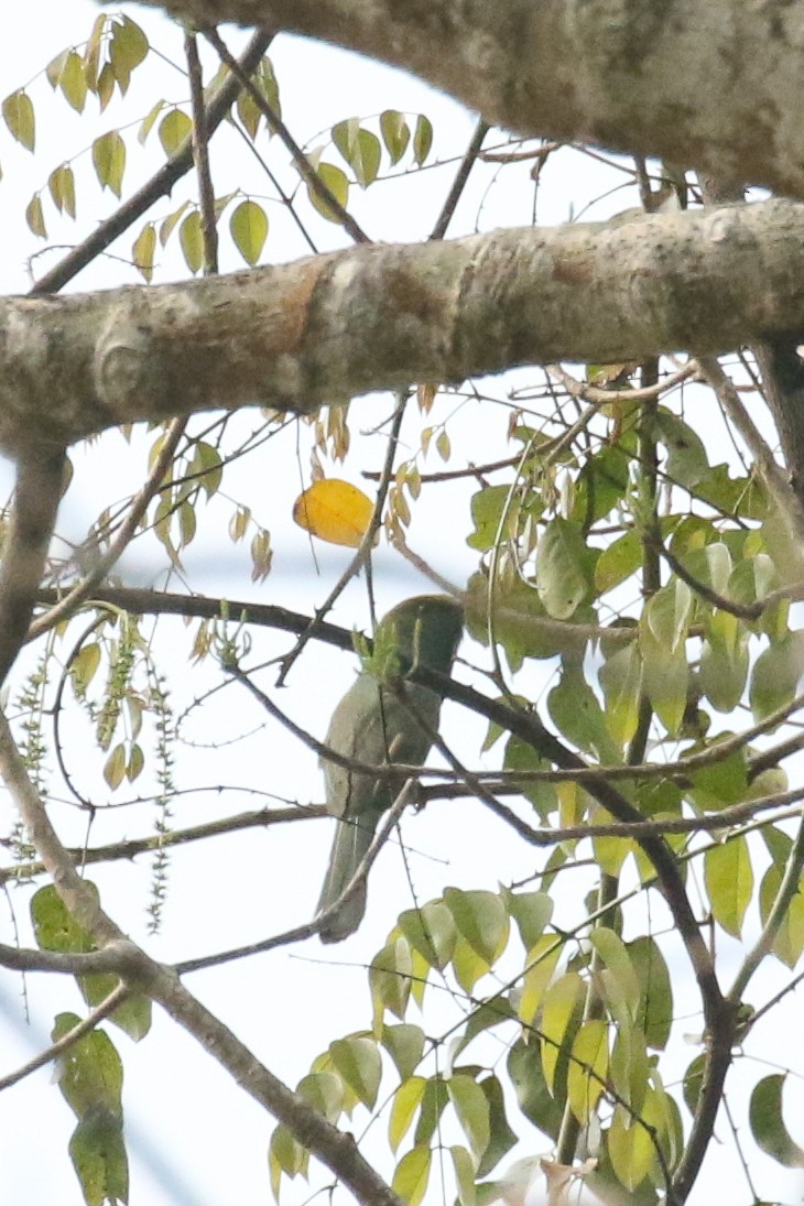 Blue-bearded Bee-eater - ML578294801