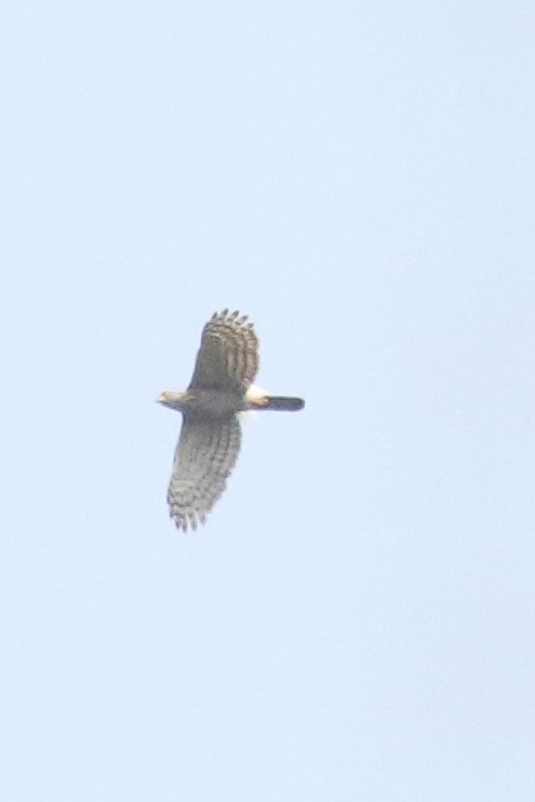 Crested Goshawk - Frank Thierfelder