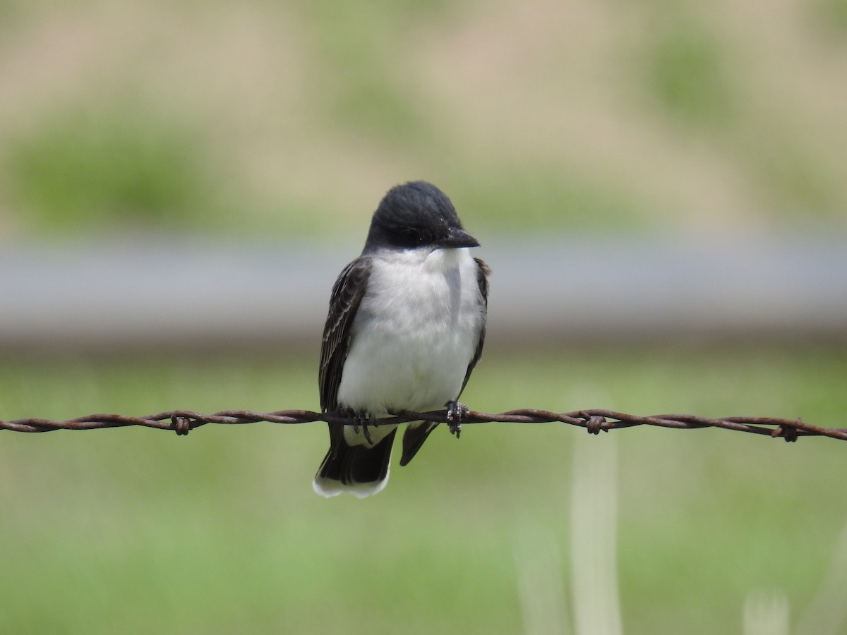 Eastern Kingbird - Linda Milam