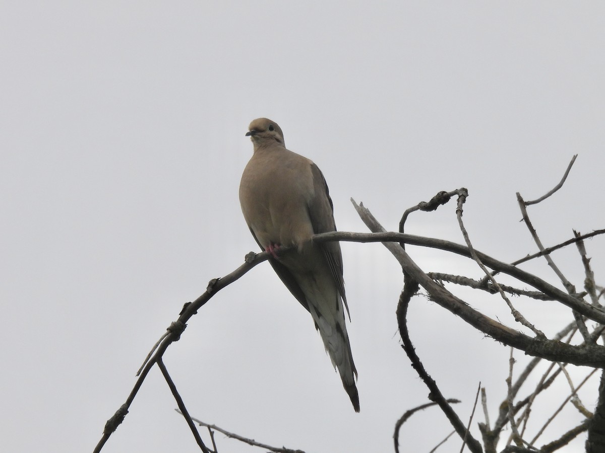 Mourning Dove - Isa Dav