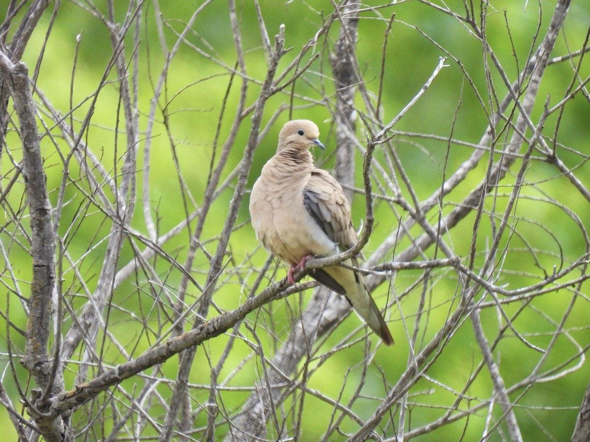 Mourning Dove - ML578296001