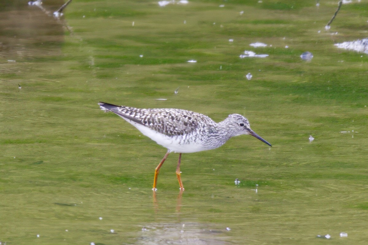 Lesser Yellowlegs - ML578297931