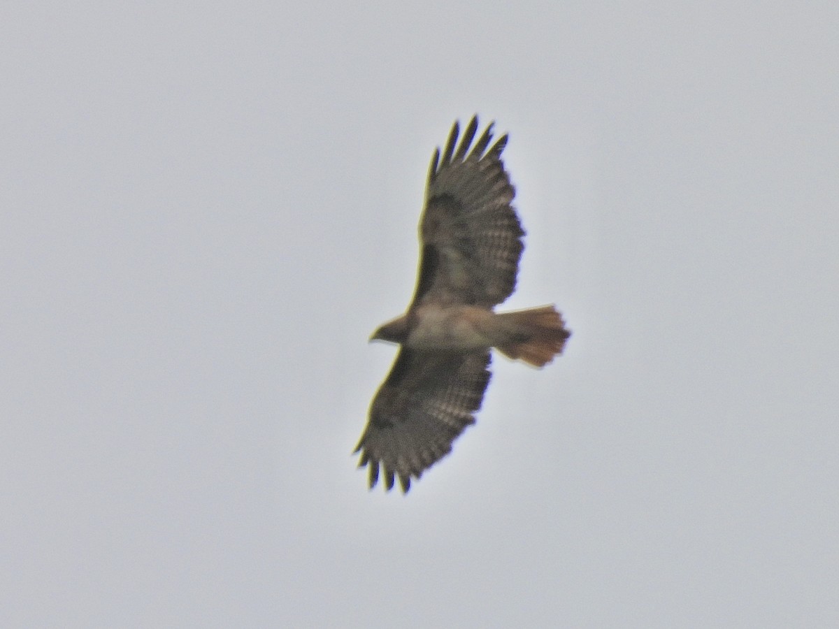 Red-tailed Hawk - ML578298471