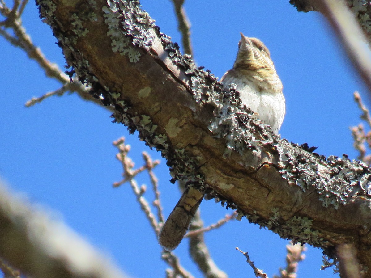 Eurasian Wryneck - ML57829861