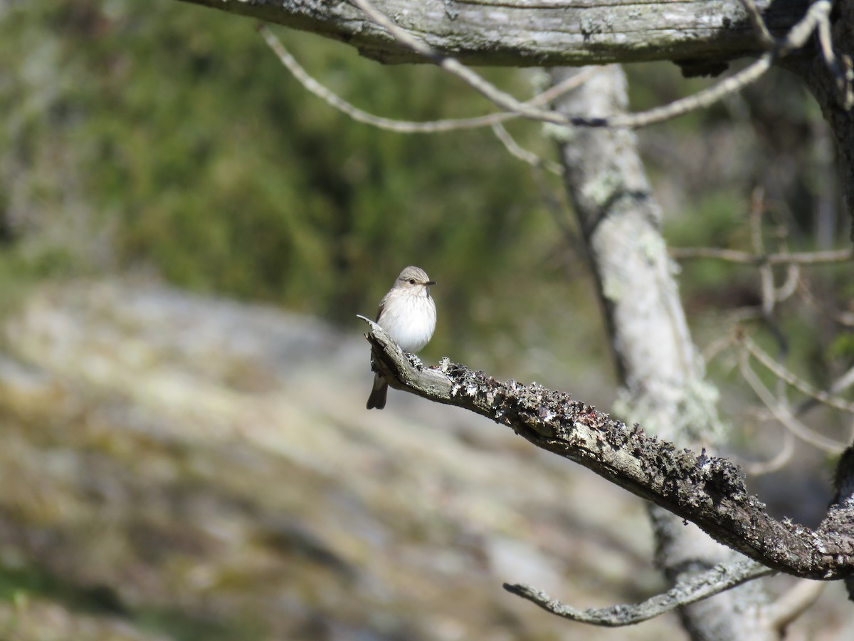 Spotted Flycatcher - ML57829931