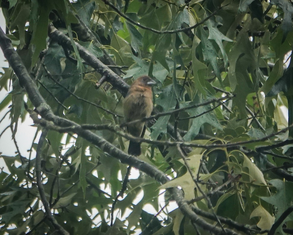 Blue Grosbeak - ML578299821