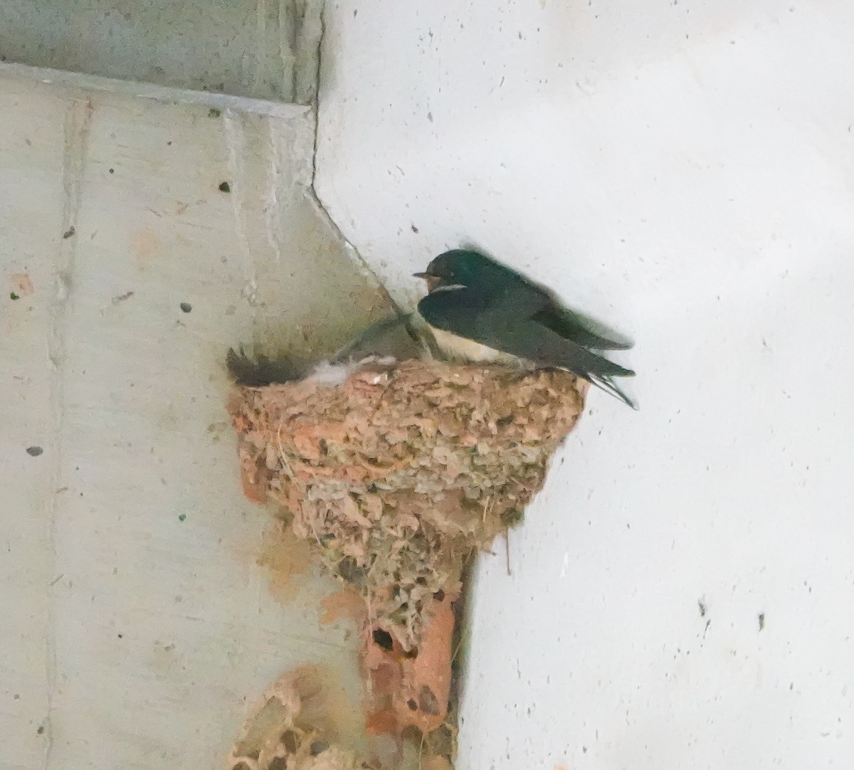 Barn Swallow - ML578299861