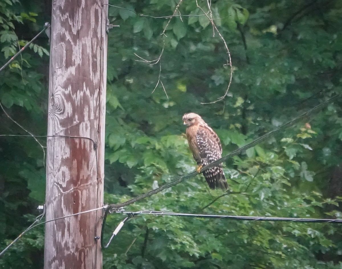 Red-shouldered Hawk - ML578299881