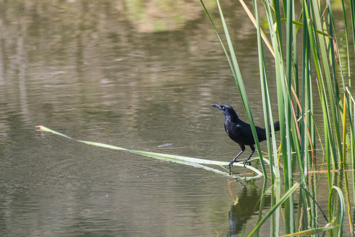 Great-tailed Grackle - ML57830121