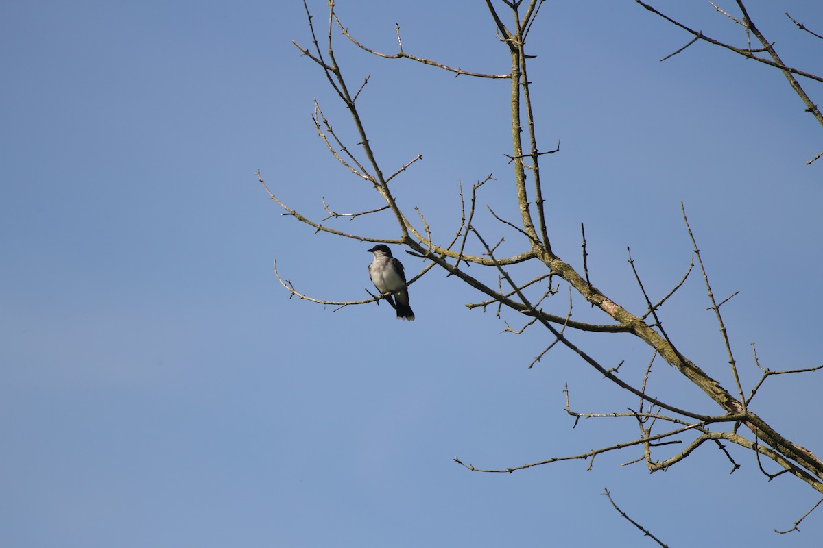 Eastern Kingbird - Christian Scheibe