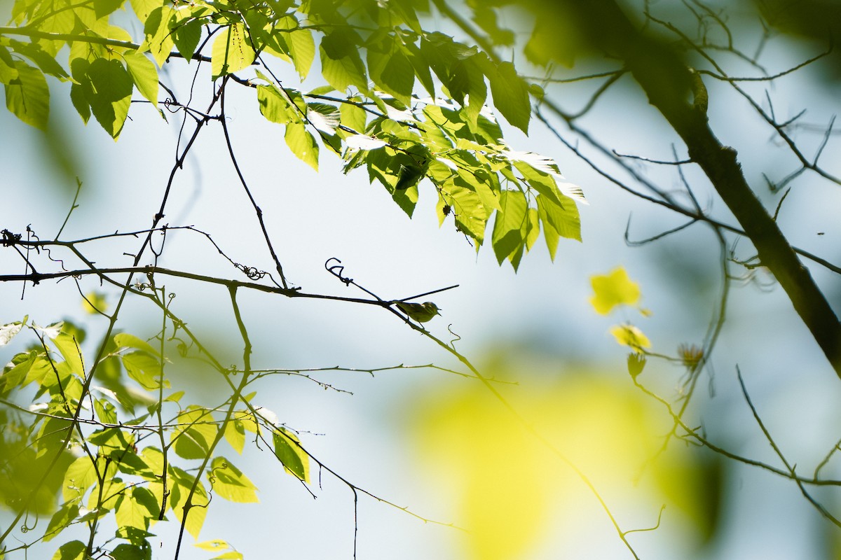 Cerulean Warbler - ML578302161