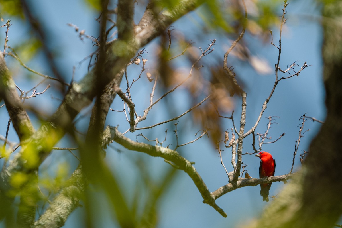 Scarlet Tanager - ML578302481