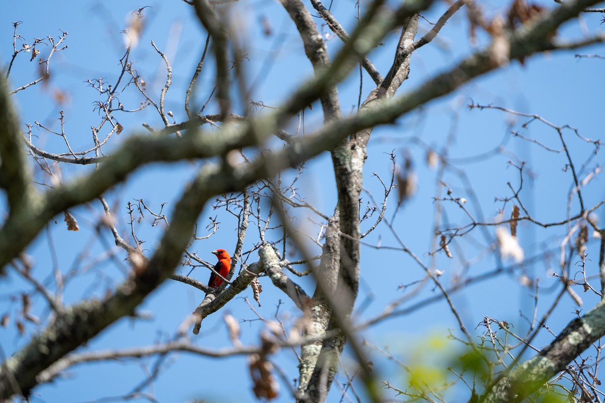 Scarlet Tanager - ML578302491