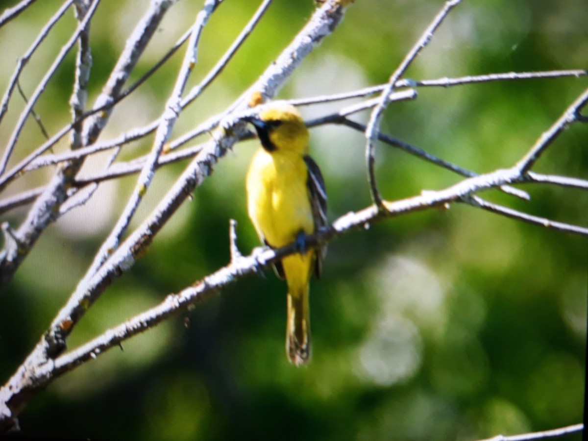Orchard Oriole - ML578303451