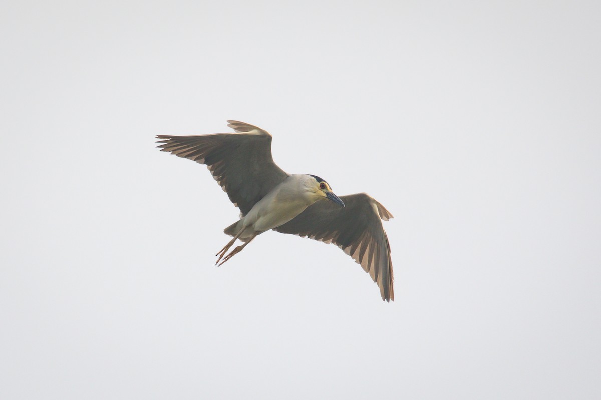 Nachtreiher (nycticorax) - ML578304781