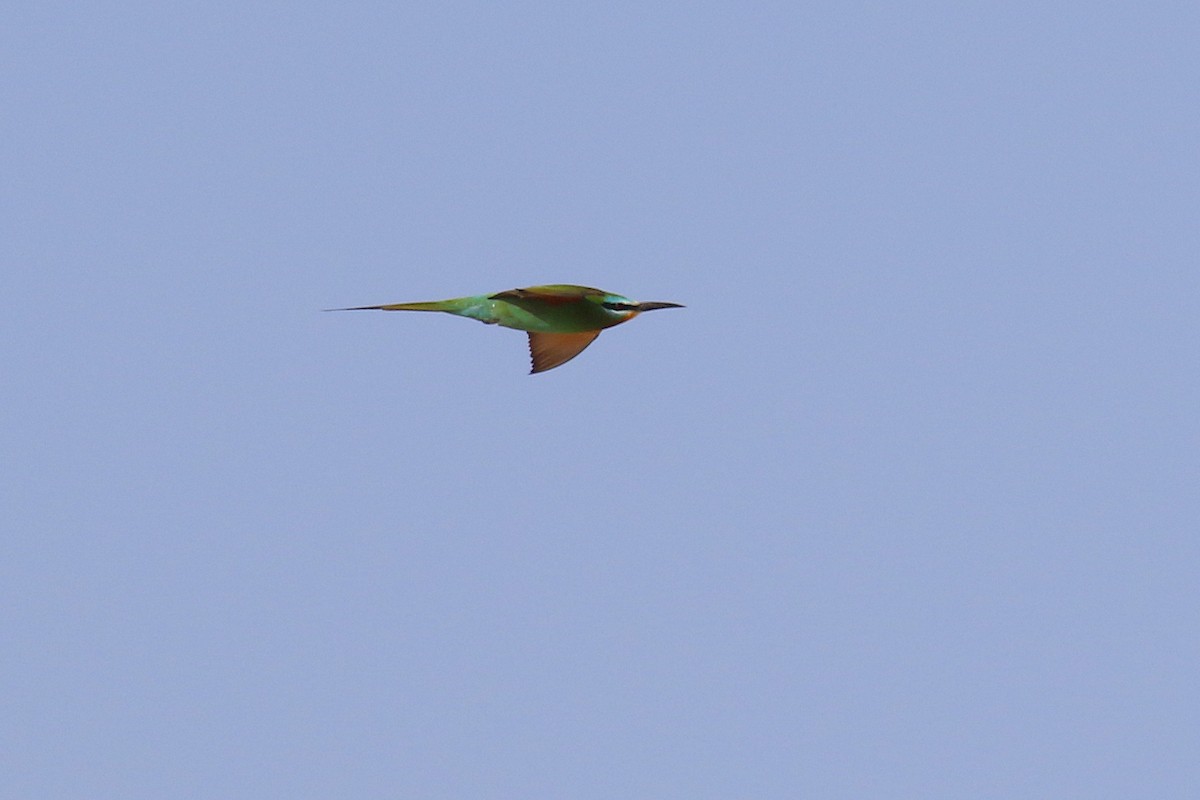 Blue-cheeked Bee-eater - Chris Kehoe