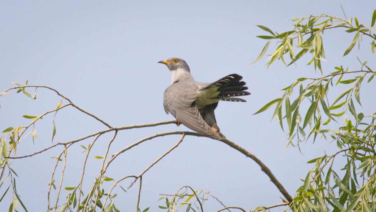 Common Cuckoo - ML578304951