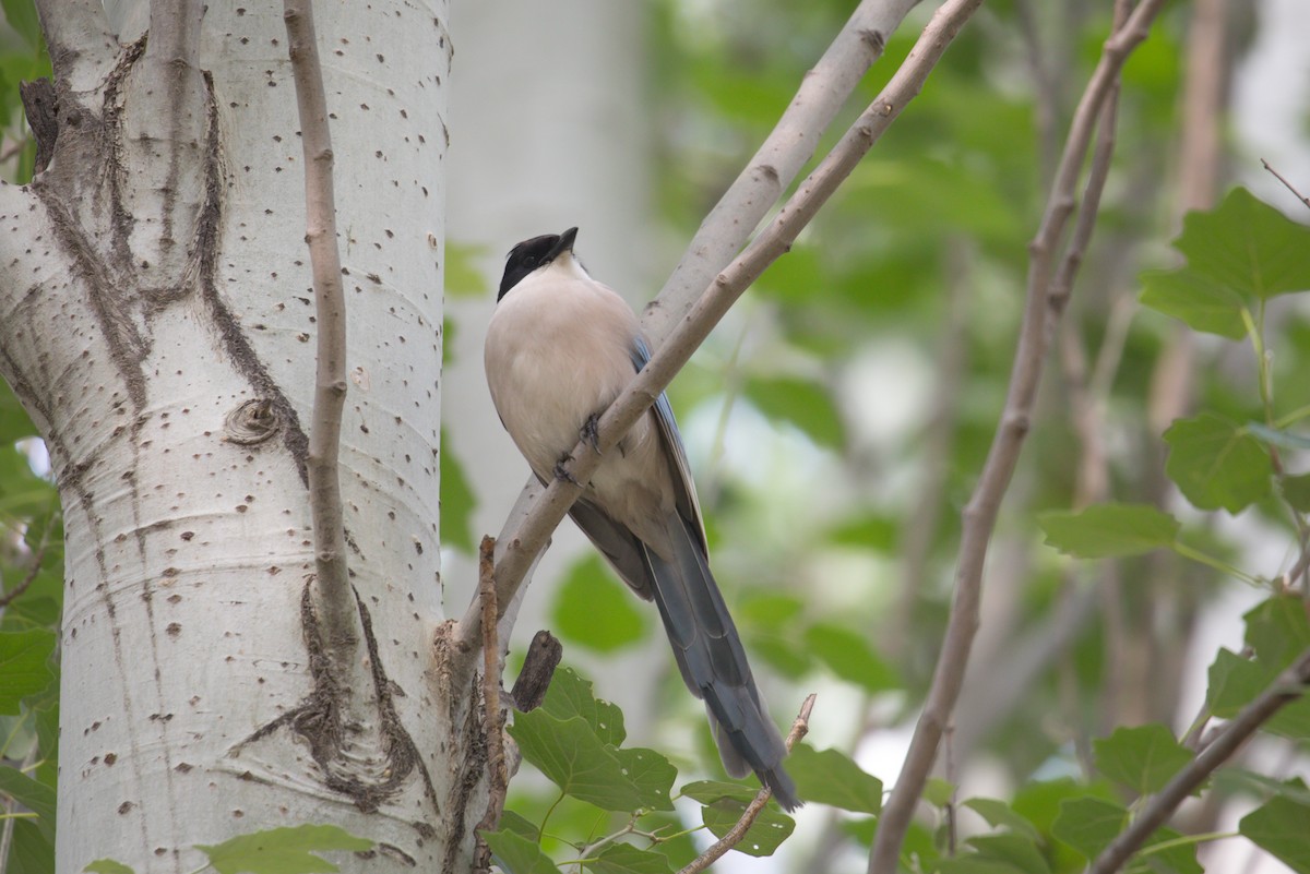 Azure-winged Magpie (Azure-winged) - ML578305131