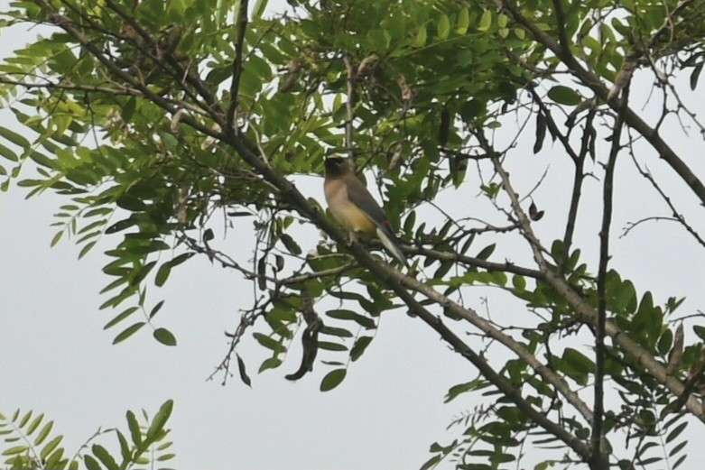 Cedar Waxwing - ML578305171