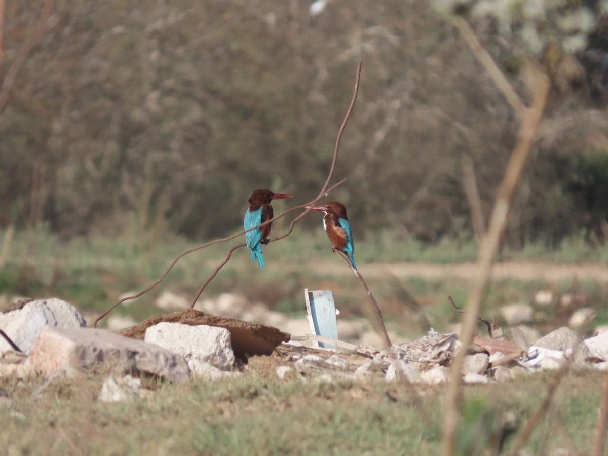 White-throated Kingfisher - ML578305181