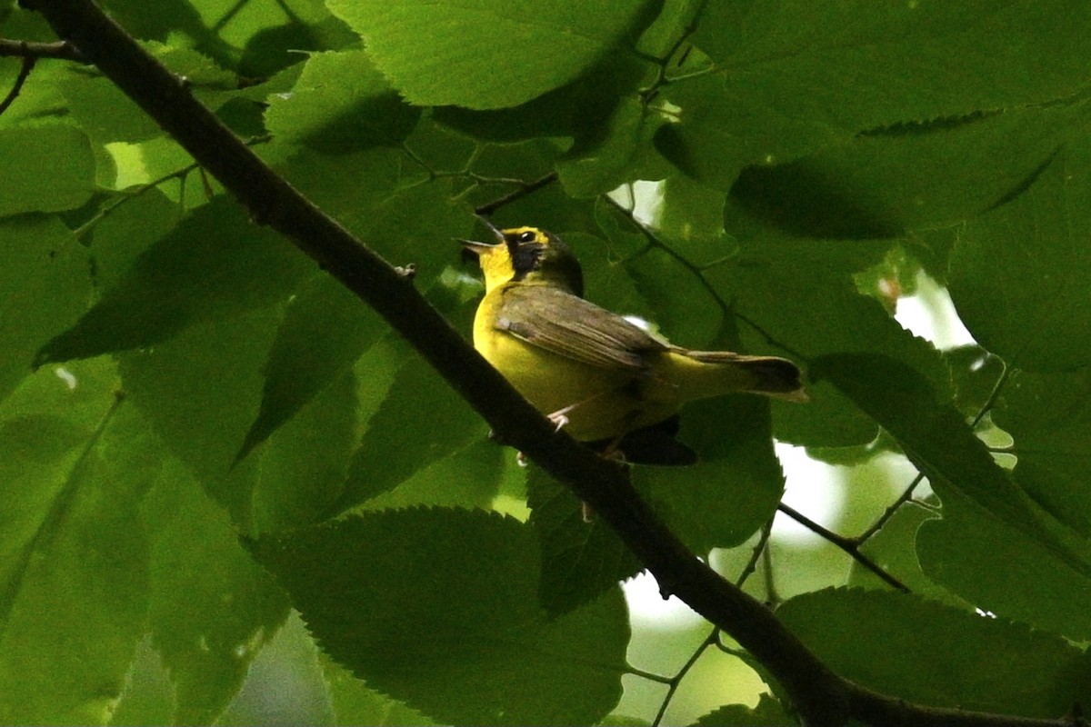 Kentucky Warbler - ML578305361