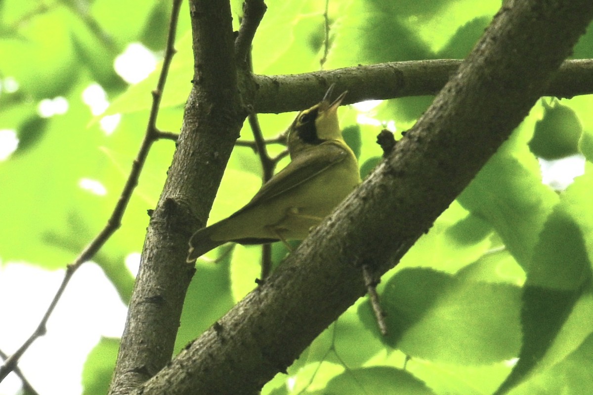Kentucky Warbler - ML578305371
