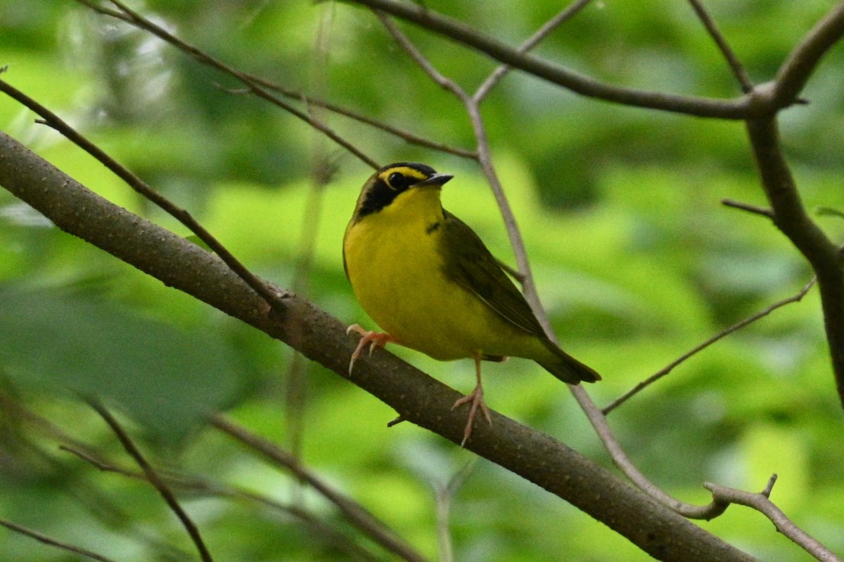 Kentucky Warbler - ML578305381