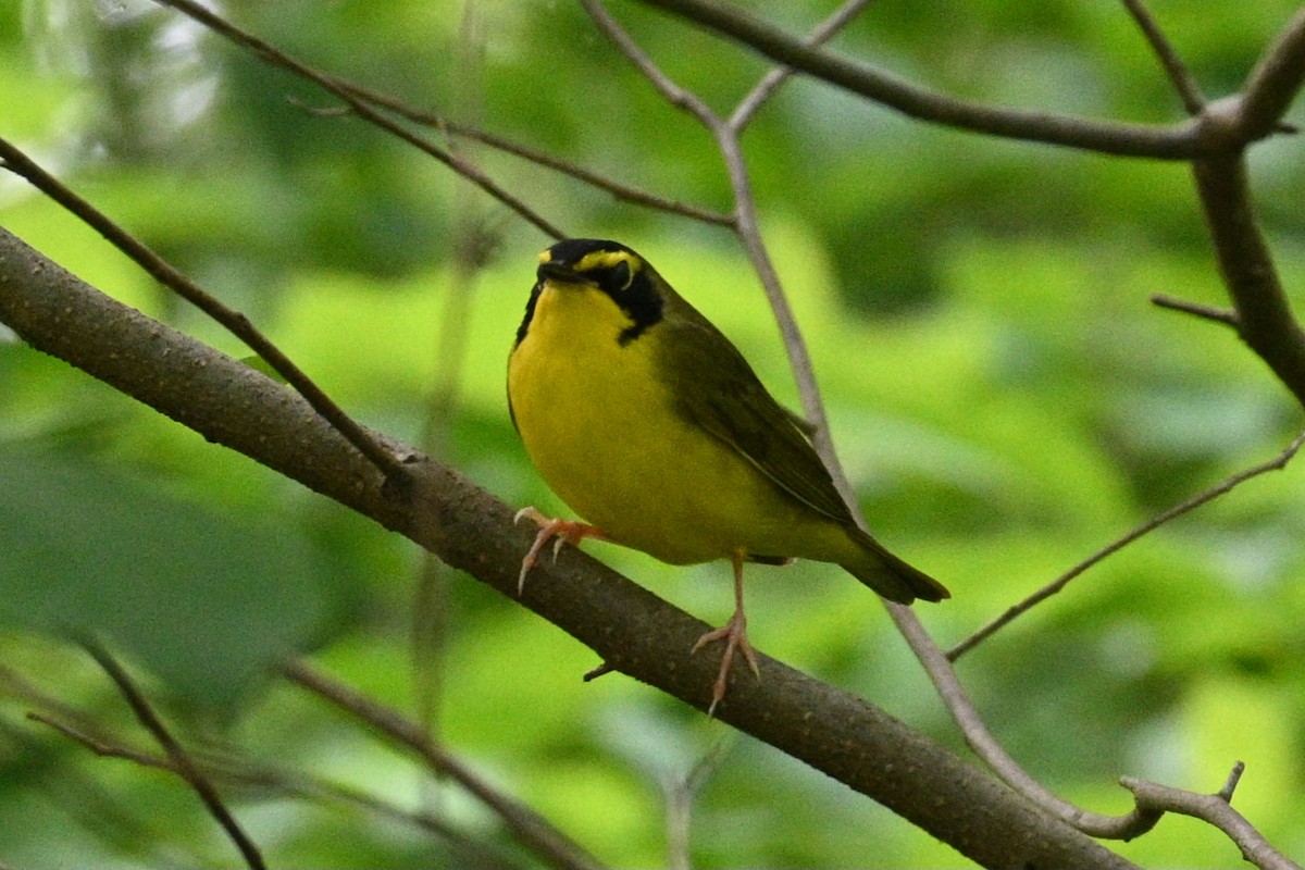 Kentucky Warbler - ML578305401