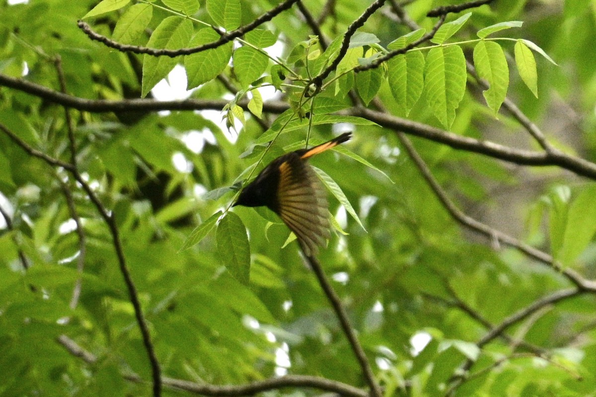 American Redstart - ML578305551