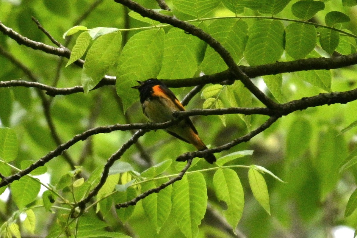 American Redstart - ML578305561