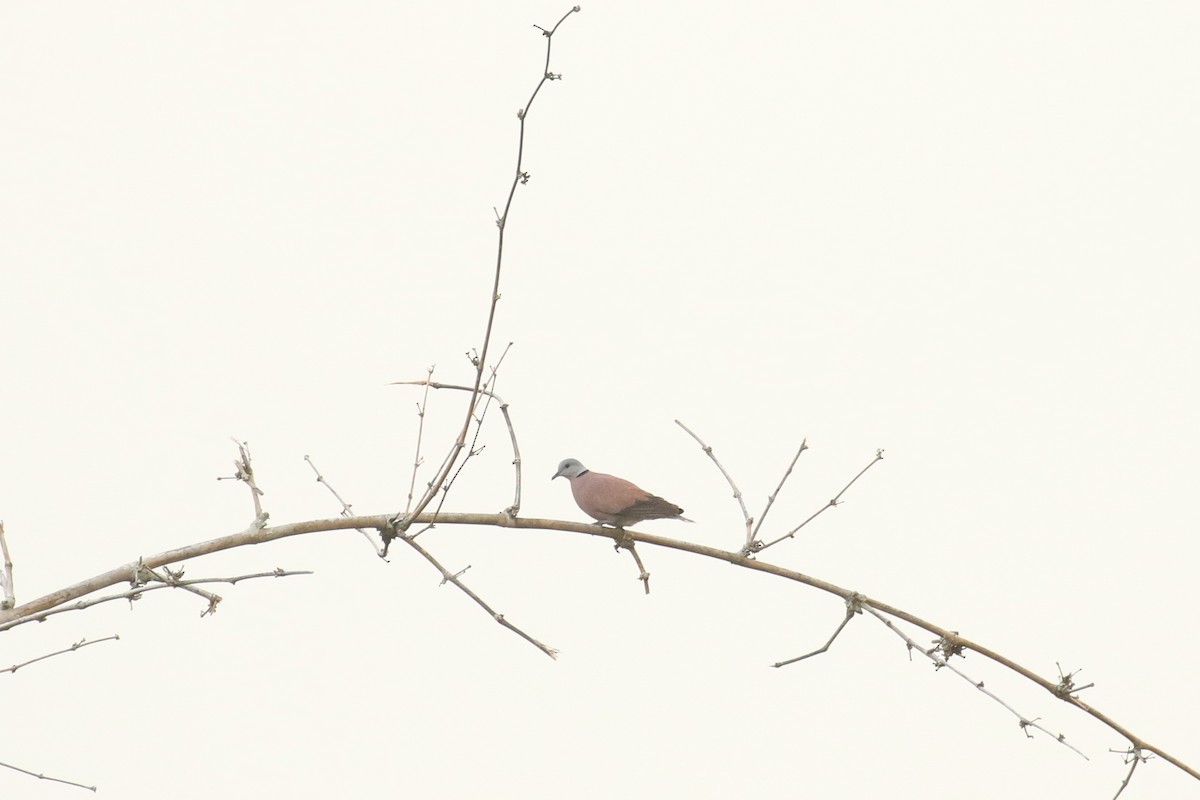 Red Collared-Dove - Frank Thierfelder