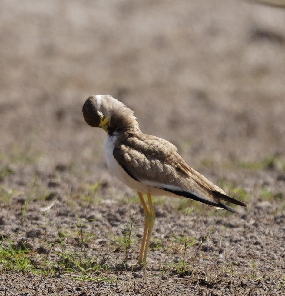 Yellow-wattled Lapwing - Praveen Chavan