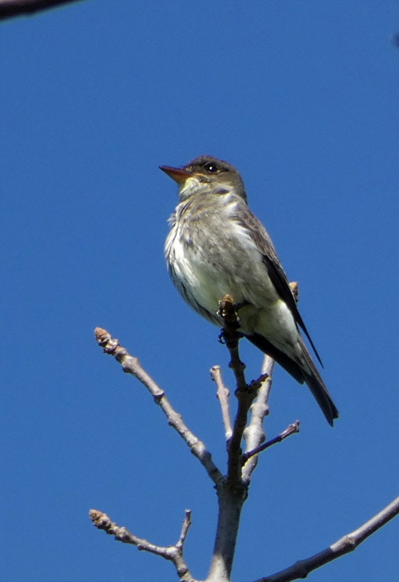 Olive-sided Flycatcher - ML578307001